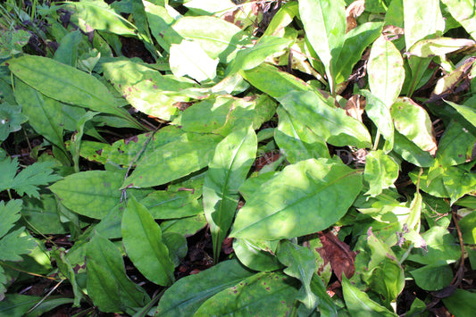 Pulmonaria angustifolia - Schmalblättriges Lungenkraut
