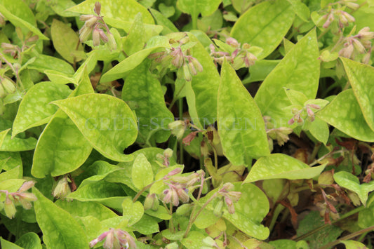 Pulmonaria officinalis - Geflecktes Lungenkraut