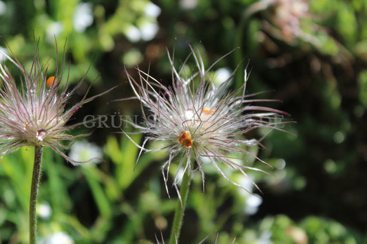 Pulsatilla grandis - Große Kuhschelle