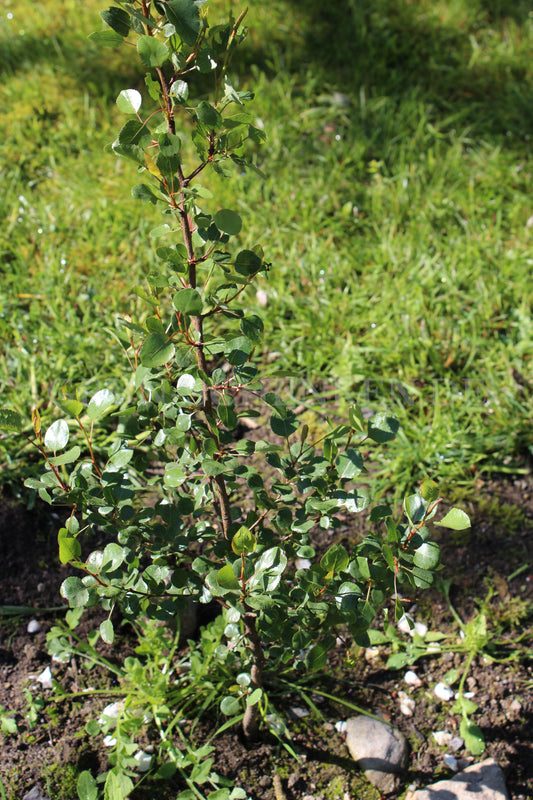 Pyrus bourgaeana - Iberische Wildbirne