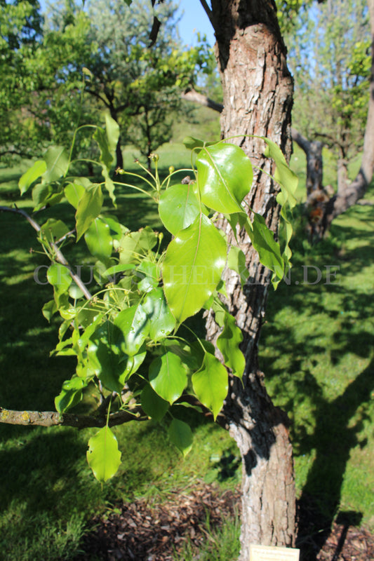 Pyrus bretschneideri - Chinesische Weiße Birne