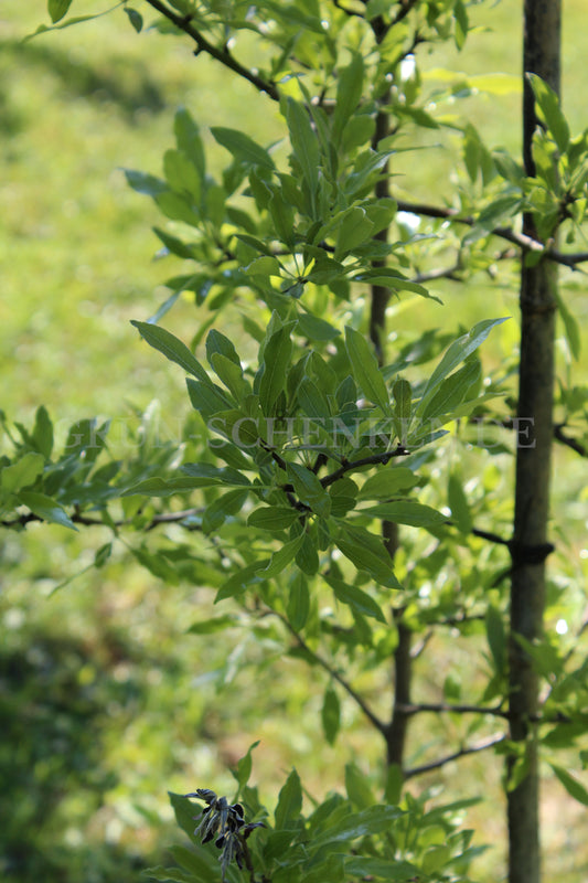 Pyrus demetrii