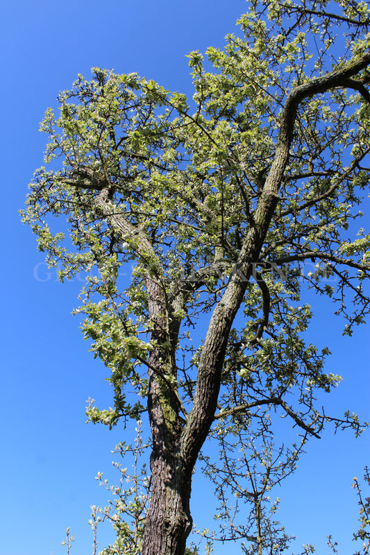 Pyrus nivalis - Schneebirne