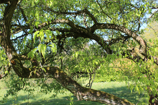 Pyrus phaeocarpa