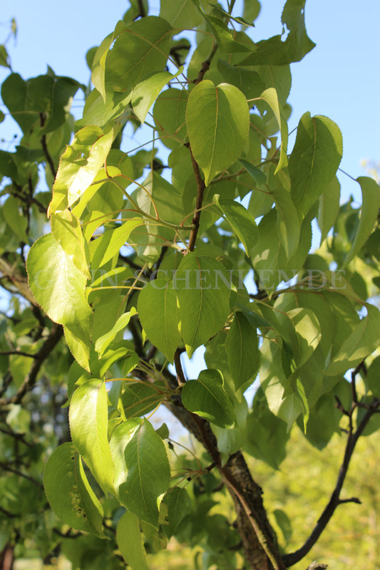 Pyrus pyrifolia - Nashi-Birne