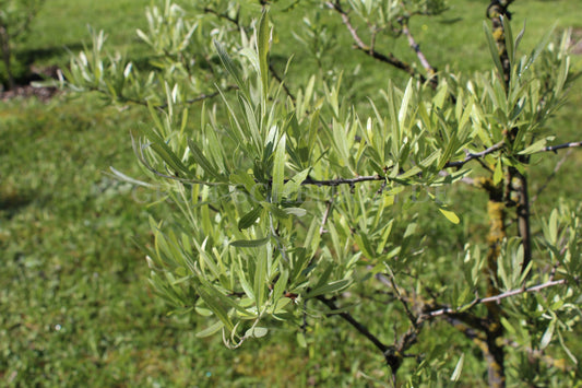 Pyrus salicifolia - Weidenblättrige Birne