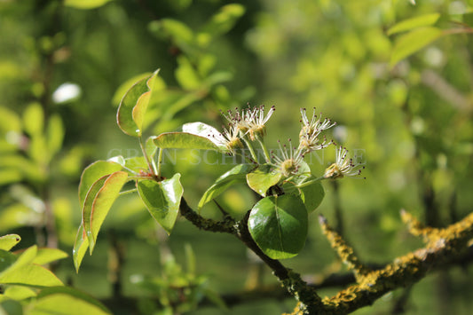 Pyrus spinosa - Mandelblättrige Birne