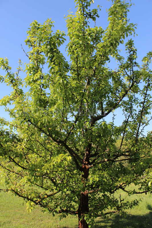 Pyrus syriaca - Syrische Birne