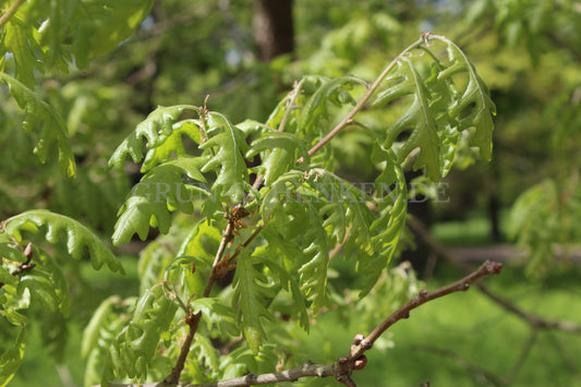 Quercus frainetto - Ungarische Eiche