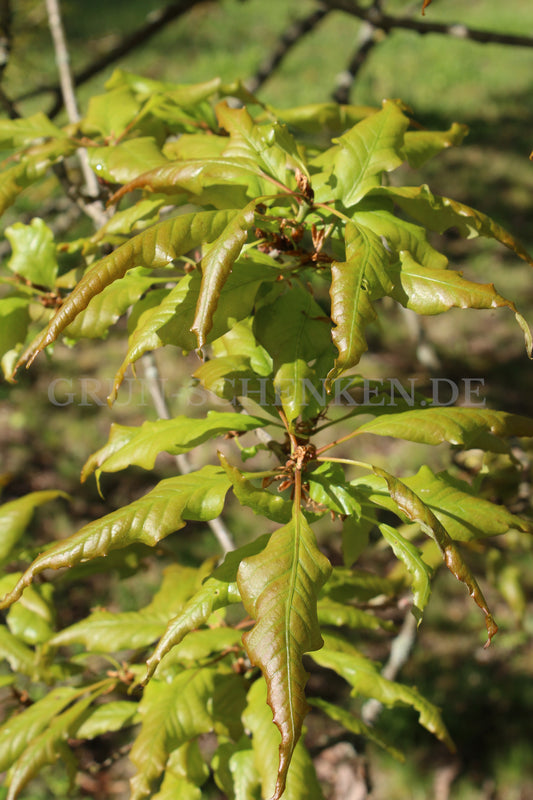 Quercus petraea - Traubeneiche