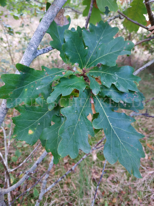 Quercus robur - Deutsche Eiche