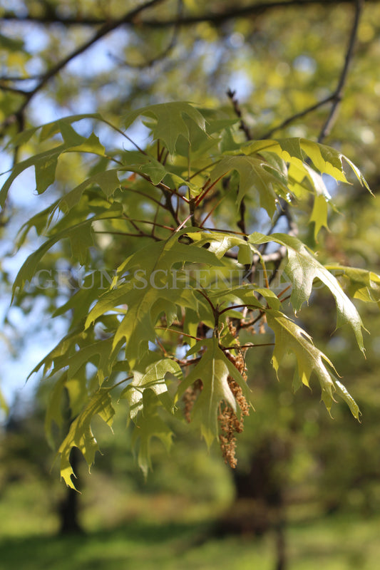 Quercus texana - Texas-Eiche