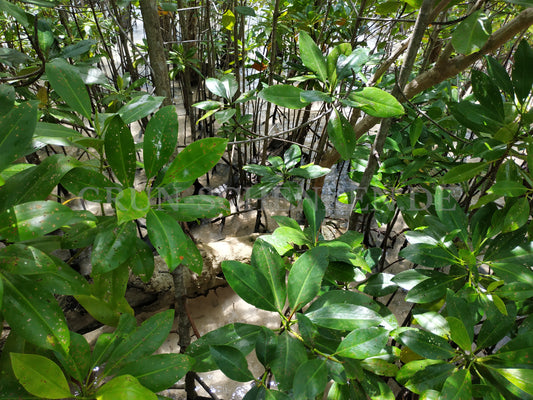 Rhizophora mucronata - Rote Mangrove