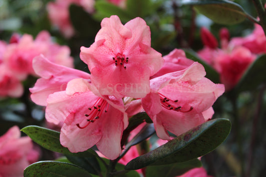 Rhododendron Hybride 'Amaretto'