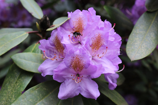 Rhododendron Hybride 'Blutopia'