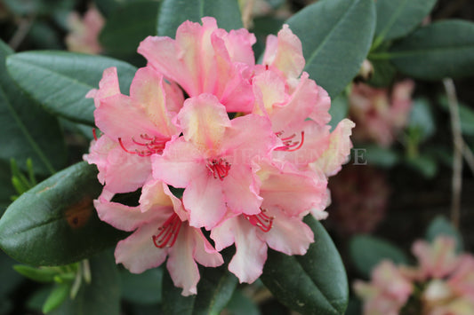 Rhododendron Hybride 'Brasilia'