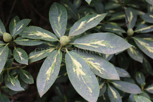 Rhododendron Hybride 'Goldflimmer'