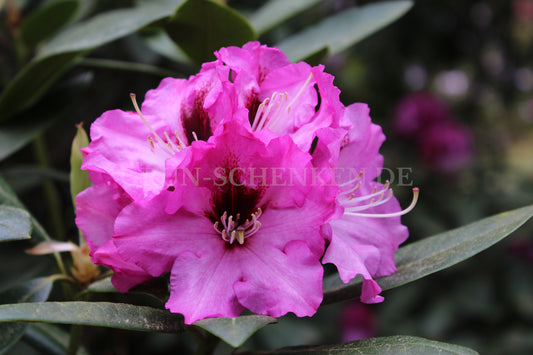 Rhododendron Hybride 'Ornament'