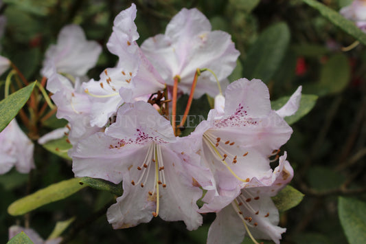 Rhododendron Hybride 'Susan'