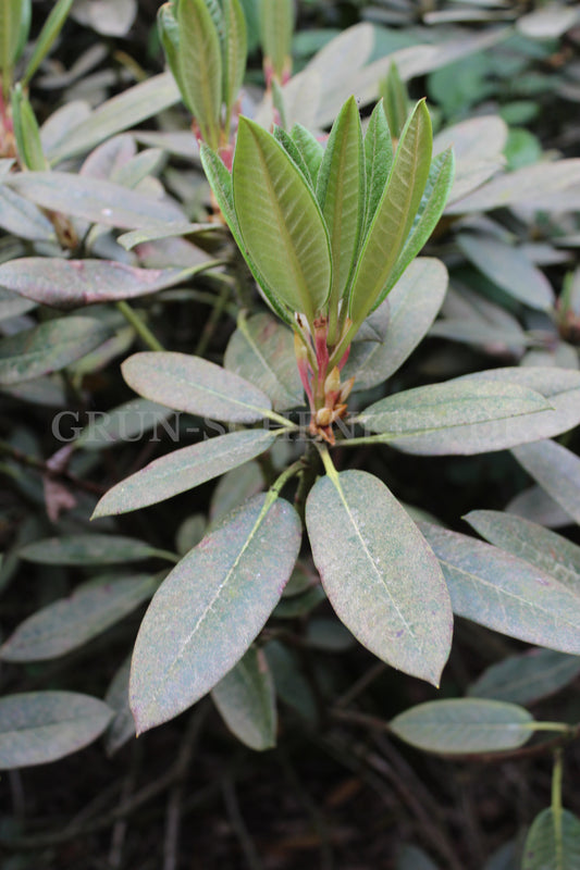 Rhododendron adenogynum