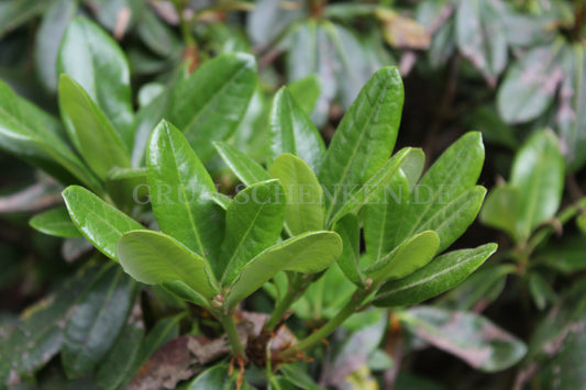 Rhododendron brachycarpum