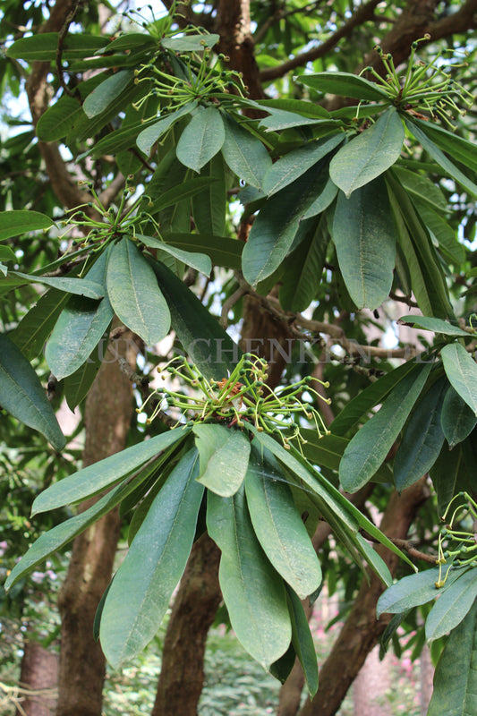 Rhododendron calophytum