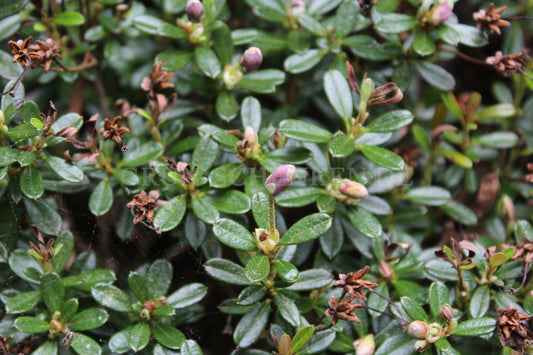 Rhododendron campylogynum