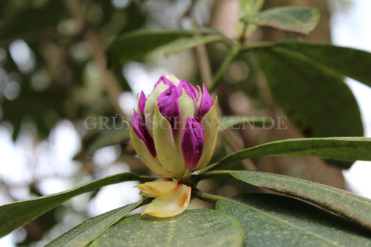 Rhododendron catawbiense - Catawba-Rhododendron