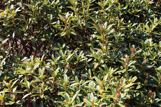 Rhododendron ferrugineum - Rostblättrige Alpenrose