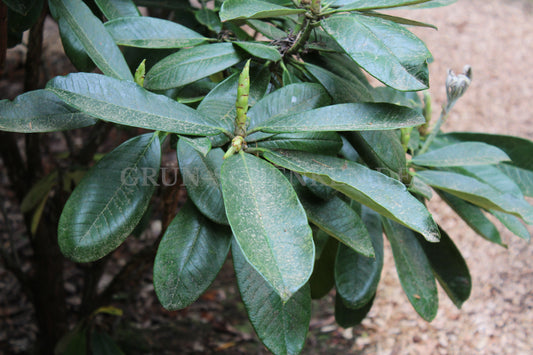 Rhododendron floribundum