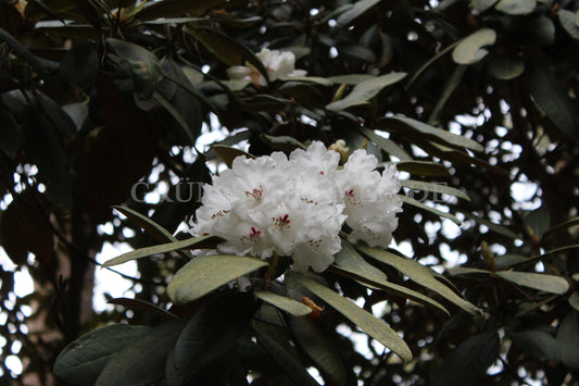 Rhododendron galactinum