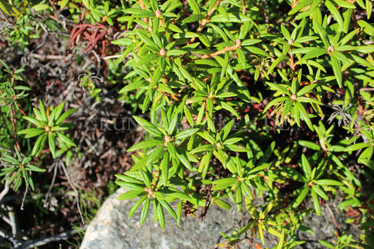 Rhododendron groenlandicum - Grönländischer Porst