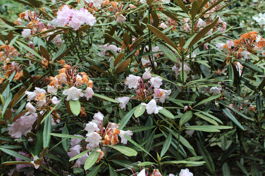 Rhododendron japonoheptamerum