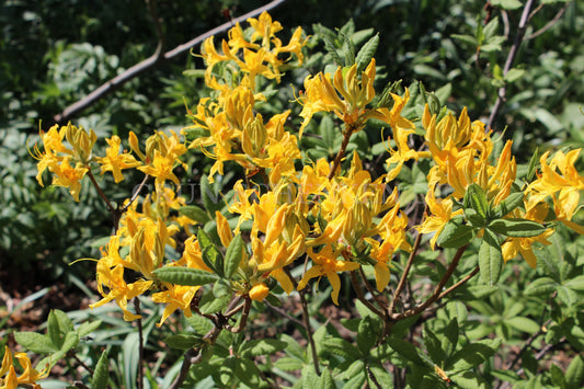 Rhododendron luteum - Gelbe Azalee