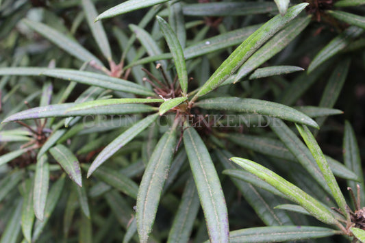 Rhododendron makinoi