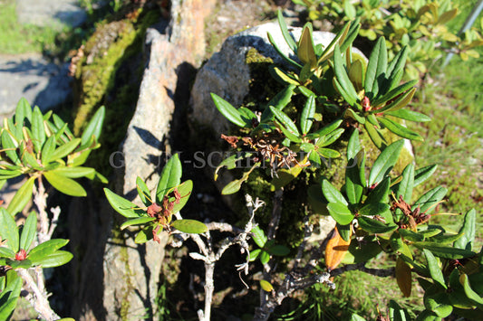 Rhododendron microgynum