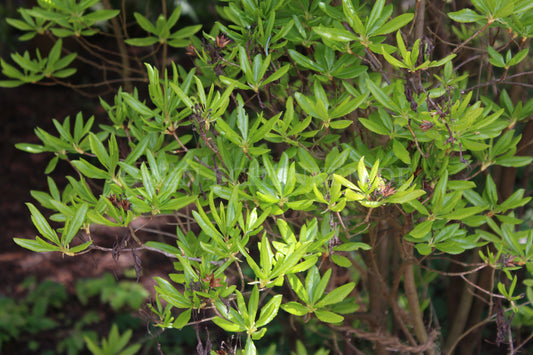 Rhododendron occidentale - Westliche Azalee