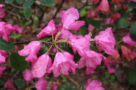 Rhododendron orbiculare - Rundblättriger Rhododendron