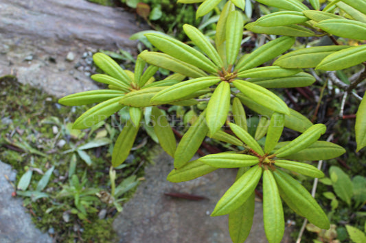 Rhododendron pachytrichum