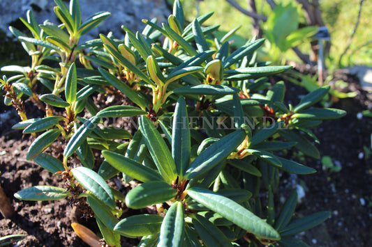 Rhododendron pronum