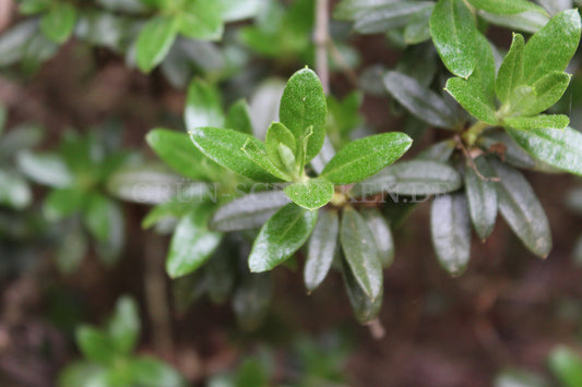 Rhododendron russatum