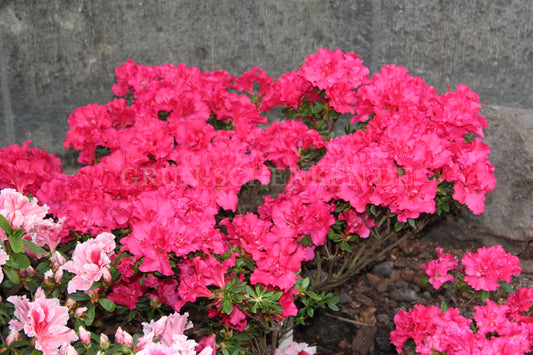 Rhododendron simsii - Zimmerazalee