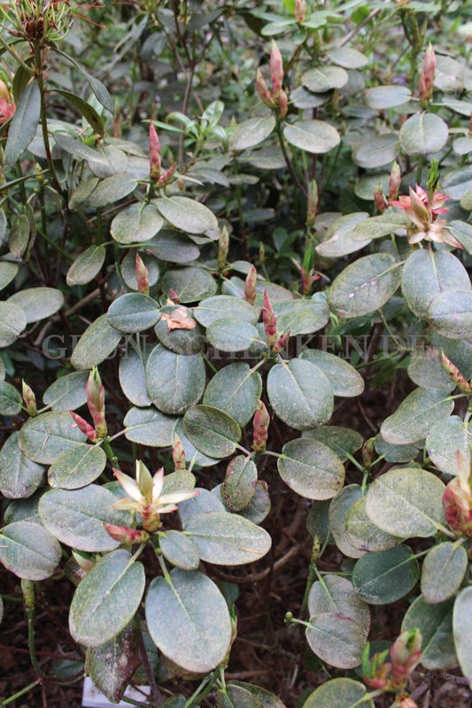 Rhododendron thomsonii