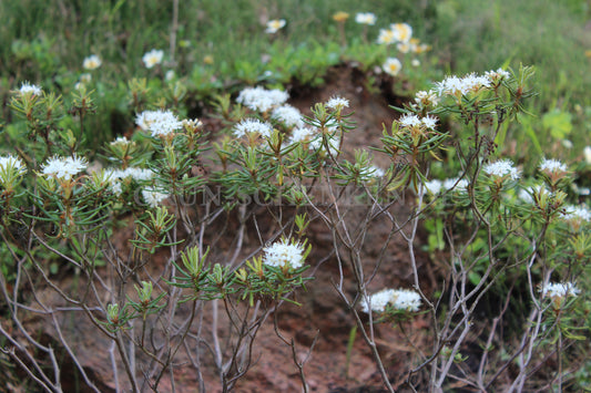 Rhododendron tomentosum - Sumpfporst