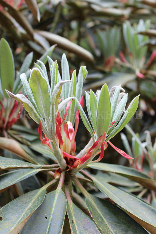 Rhododendron traillianum