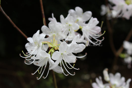 Rhododendron vaseyi - Pinkshell Azalea