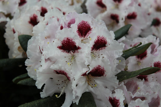 Rhododendron yakushimanum 'Annika'