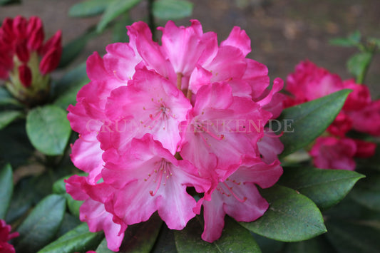 Rhododendron yakushimanum 'Fantastica'