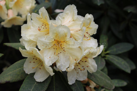 Rhododendron yakushimanum 'Flava'