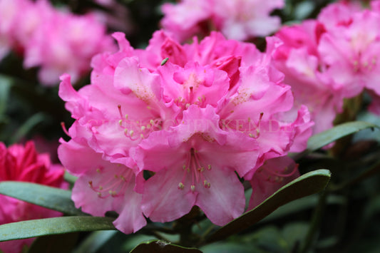 Rhododendron yakushimanum 'Kalinka'